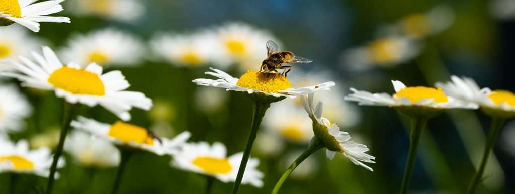 Editorial nature photography of Bee sitting on flower